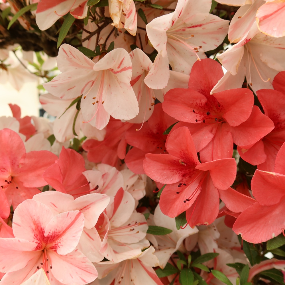 Outdoor bonsai - Japanese azalea - Azalea Kinu-no-Hikari