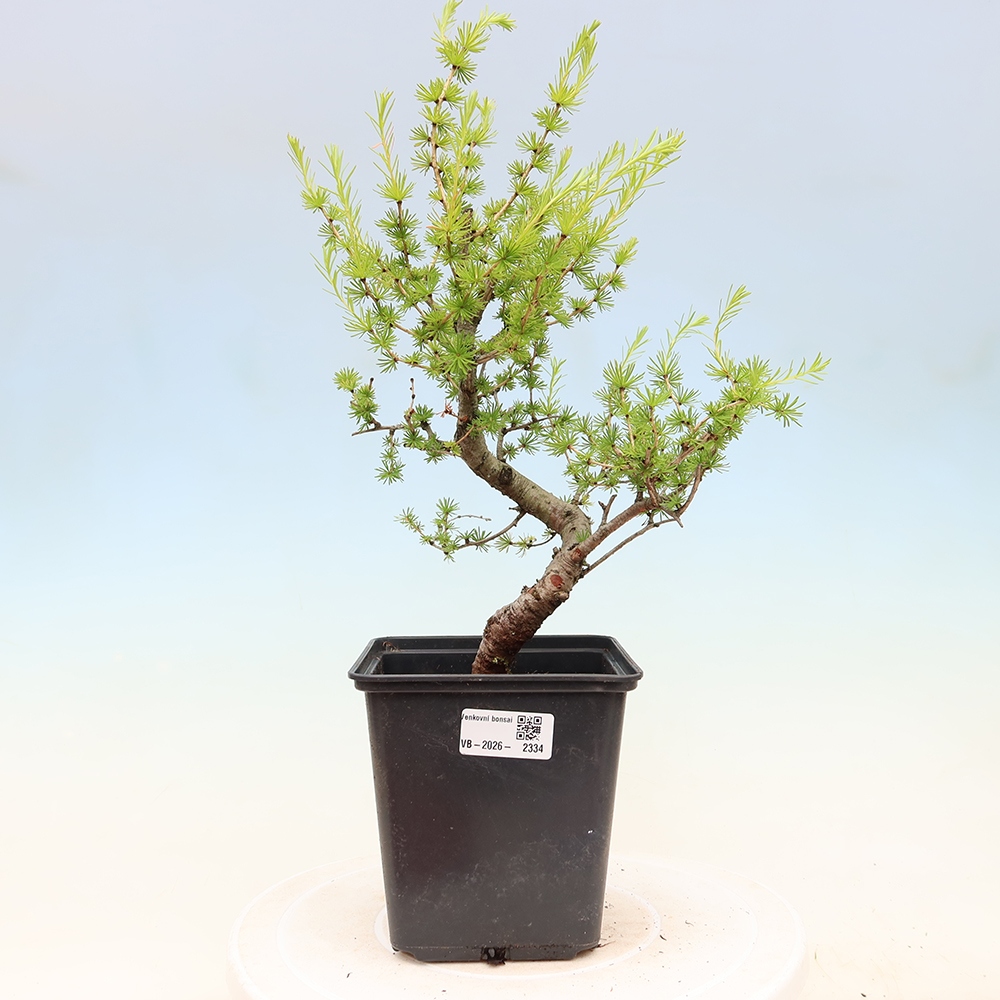 Outdoor bonsai -Larix decidua - Larch