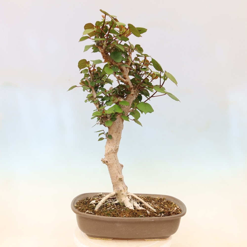 Indoor bonsai - Hibiscus tiliaceus - Sea Hibiscus