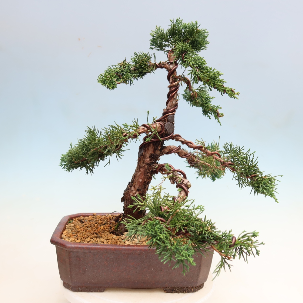 Outdoor bonsai - Juniperus chinensis Kishu
