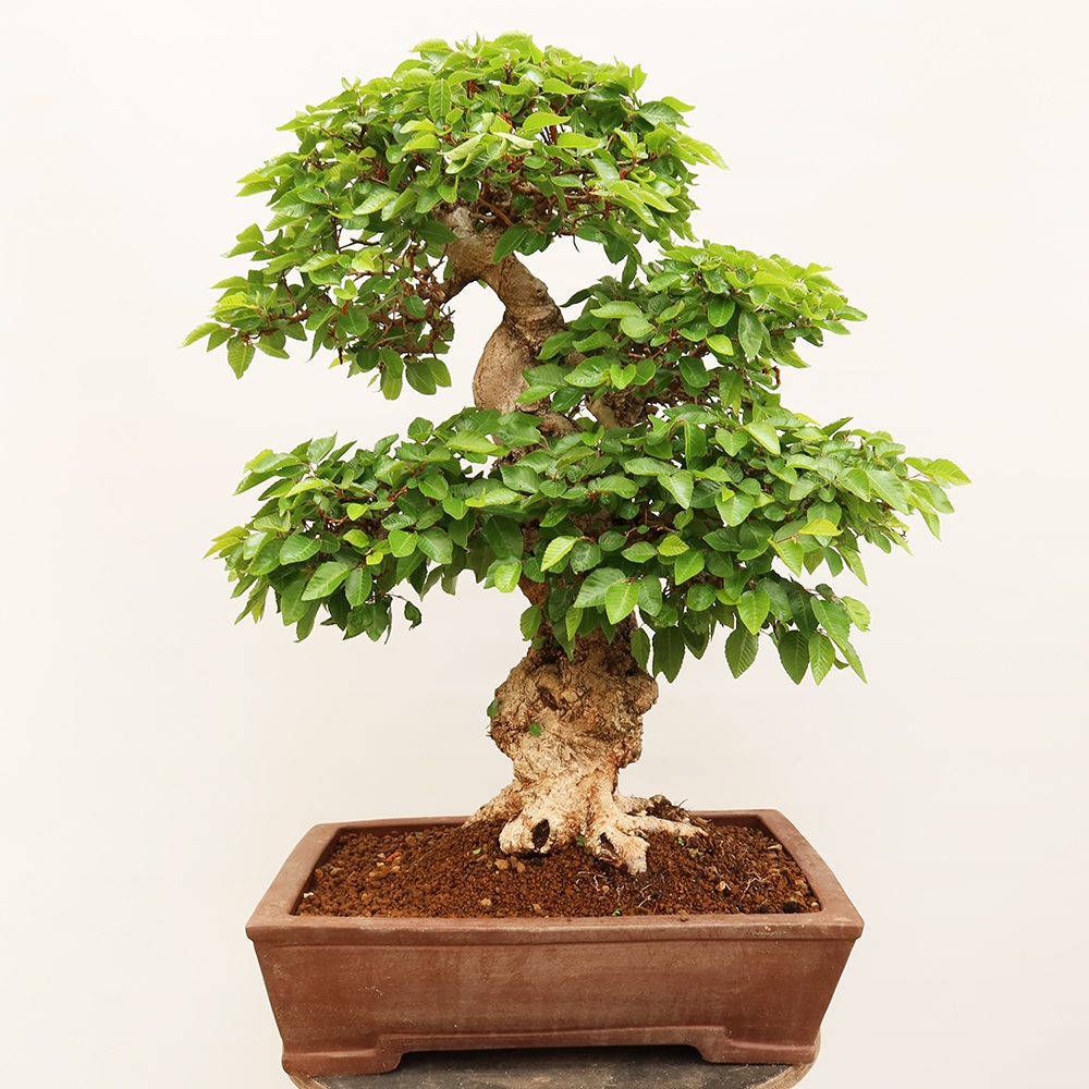 Outdoor bonsai - Carpinus Coreana - Korean hornbeam