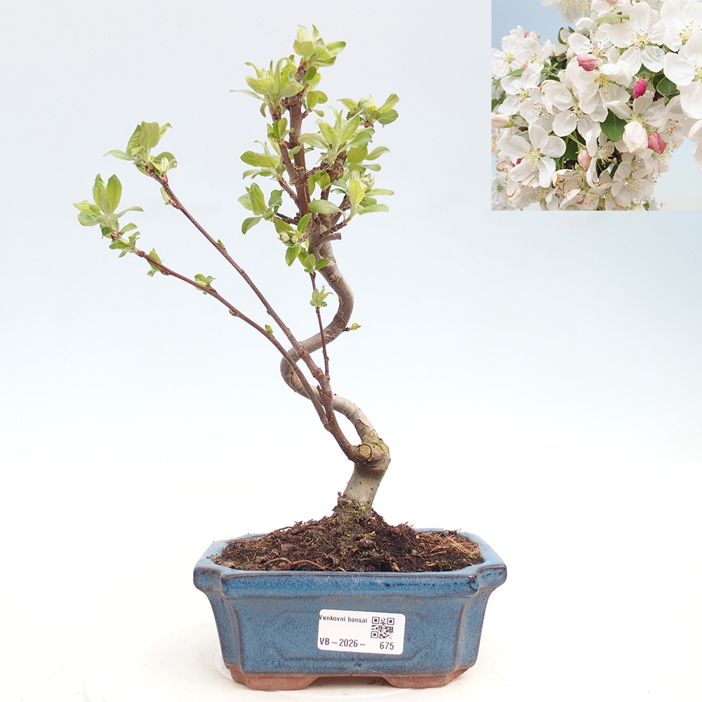 Outdoor bonsai -Malus halliana - Small-fruited apple tree