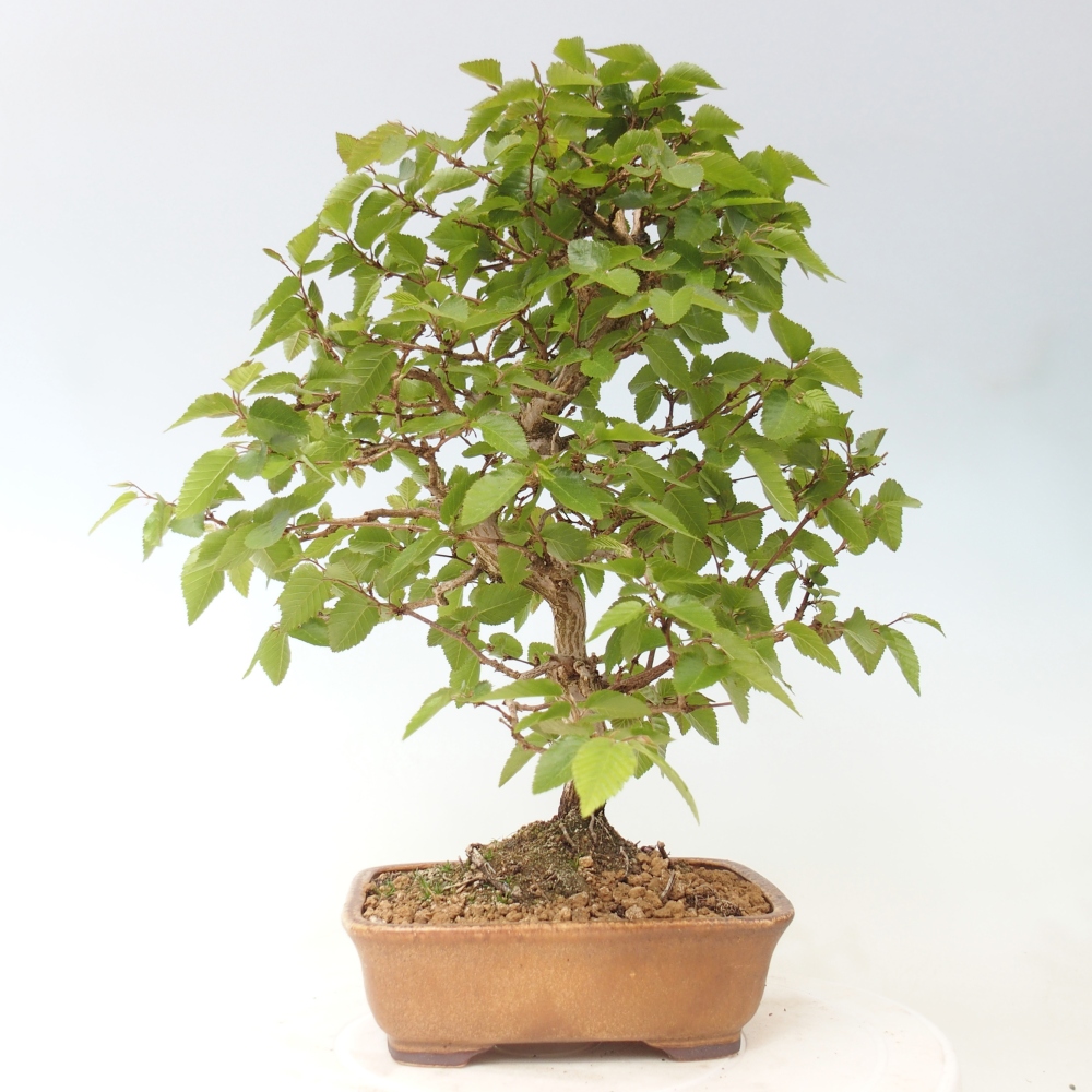 Outdoor bonsai -Carpinus CARPINOIDES - Korean Hornbeam