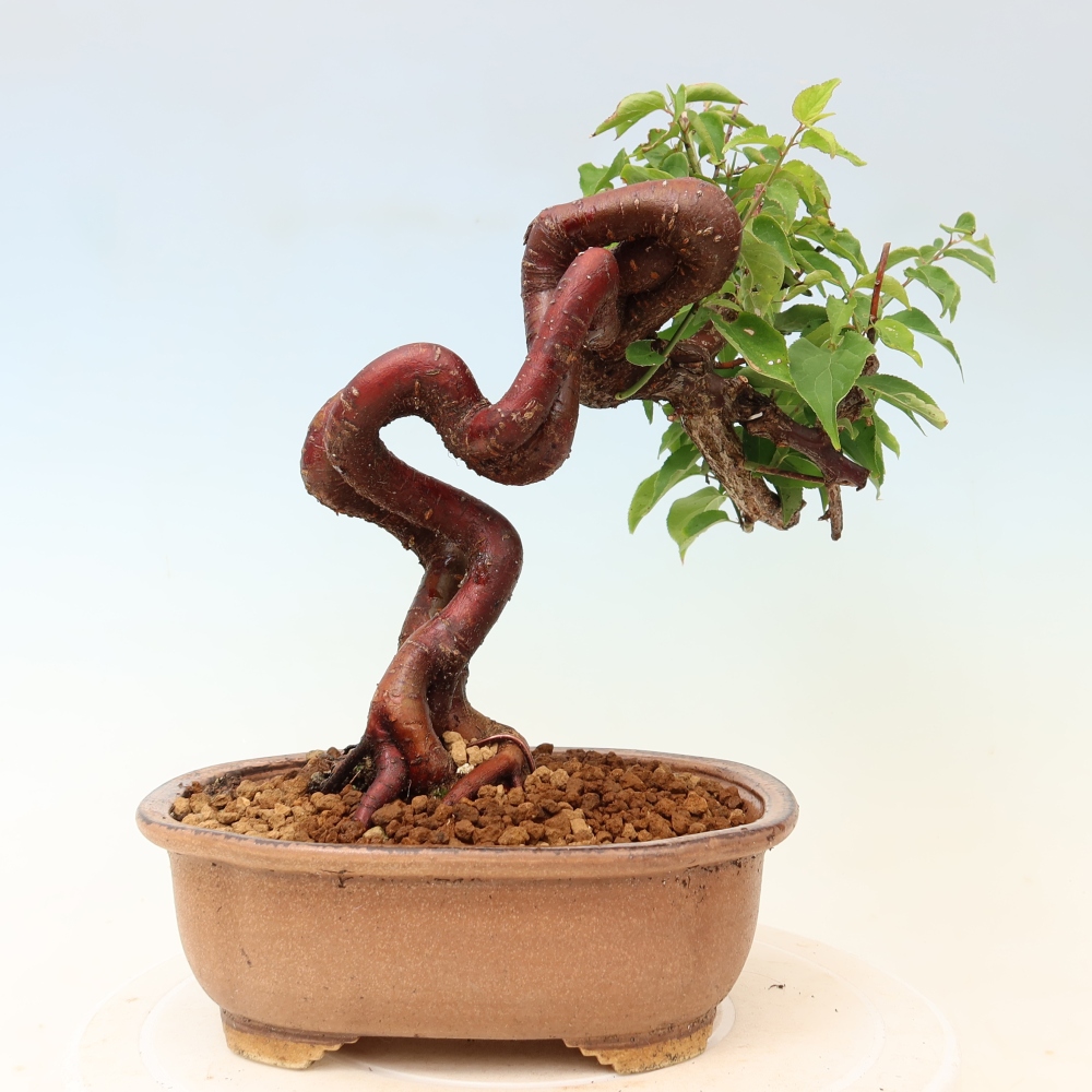 Outdoor Bonsai - Japanese Apricot - Prunus Mume