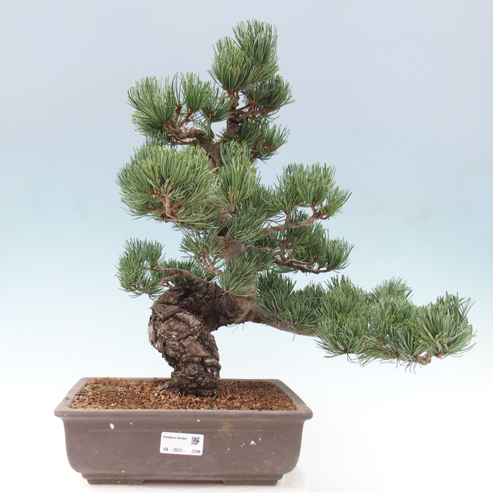 Outdoor bonsai - Pinus parviflora - Small pine tree