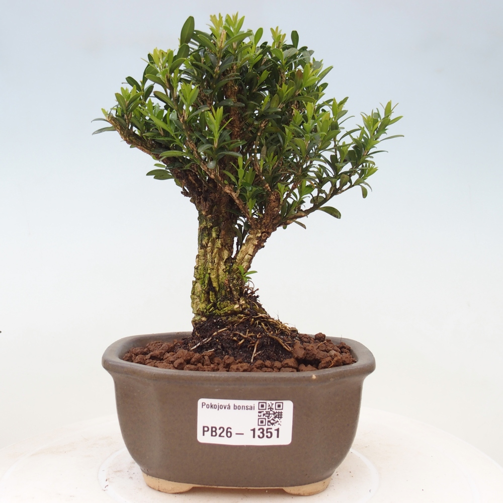 Room bonsai - Buxus harlandii - cork buxus