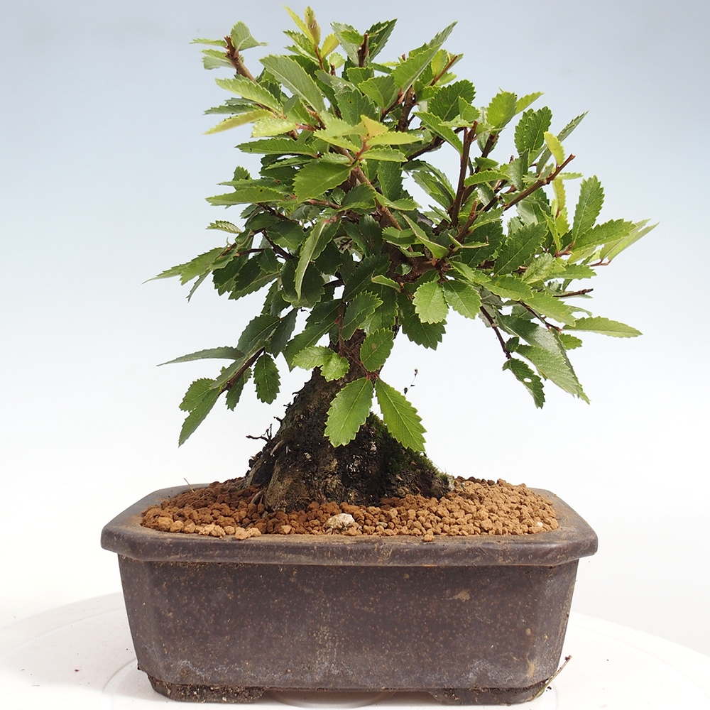 Outdoor bonsai - Zelkova - Zelkova NIRE
