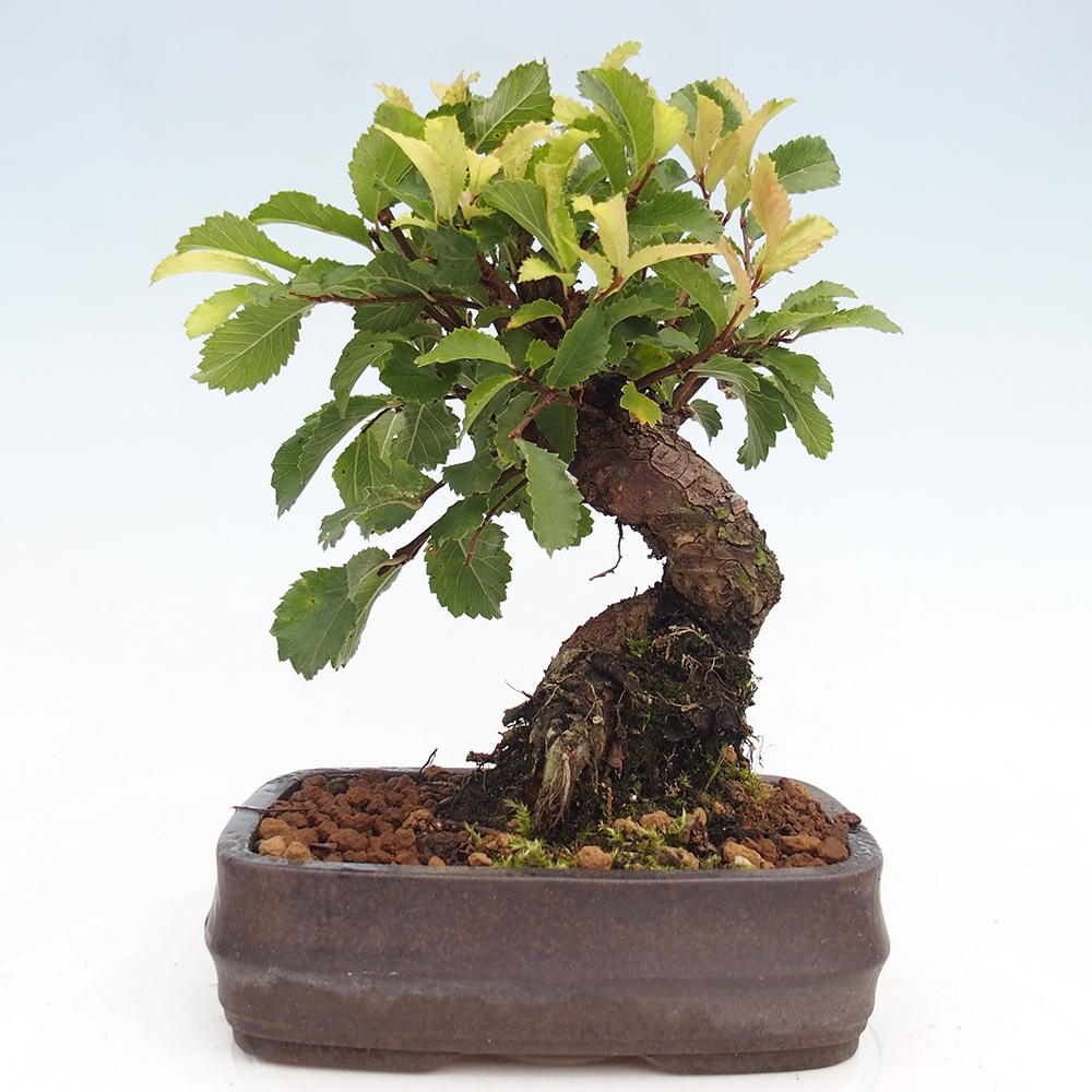 Outdoor bonsai - Zelkova - Zelkova NIRE