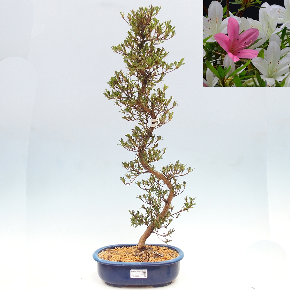 Outdoor bonsai - Japanese Azalea - Azalea Hakurin