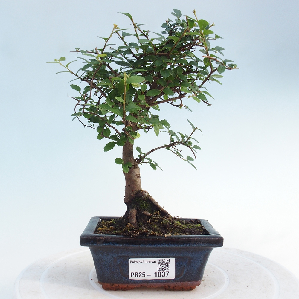 Indoor bonsai - Ulmus parvifolia - Small-leaved elm