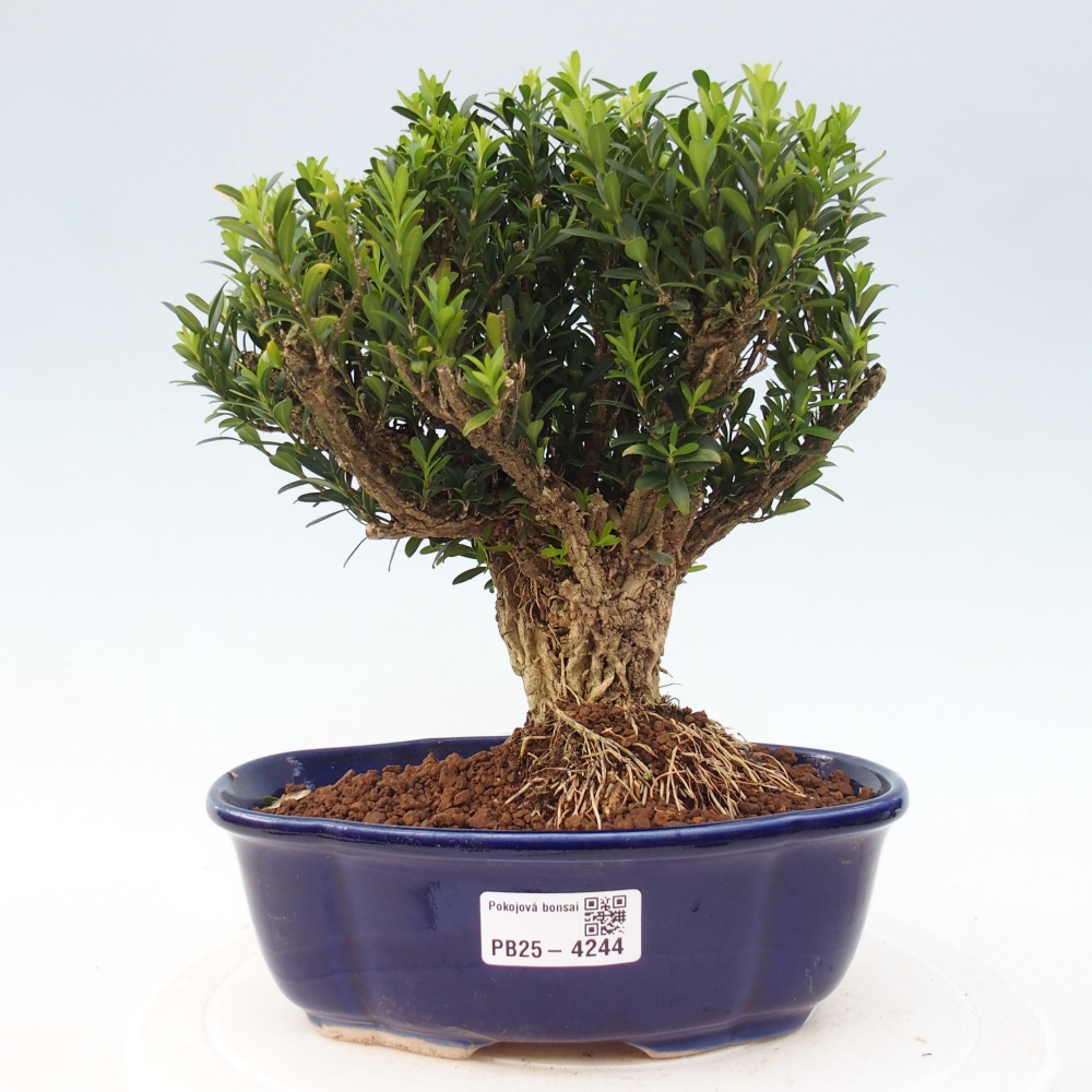 Room bonsai - Buxus harlandii - cork buxus