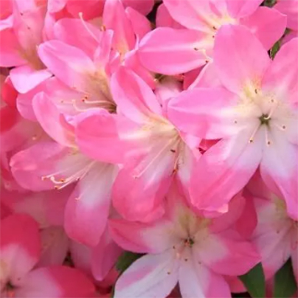 Outdoor bonsai - Japanese Azalea - Azalea Akari