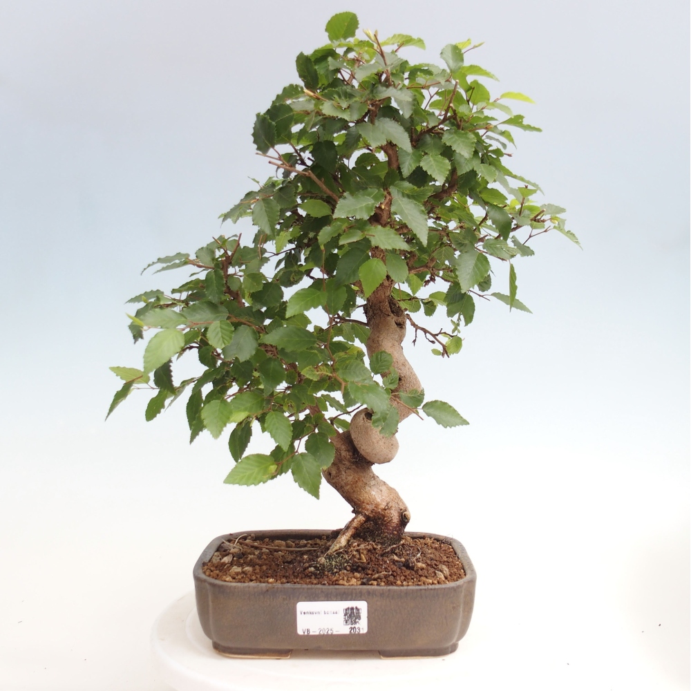 Outdoor bonsai -Carpinus CARPINOIDES - Korean hornbeam