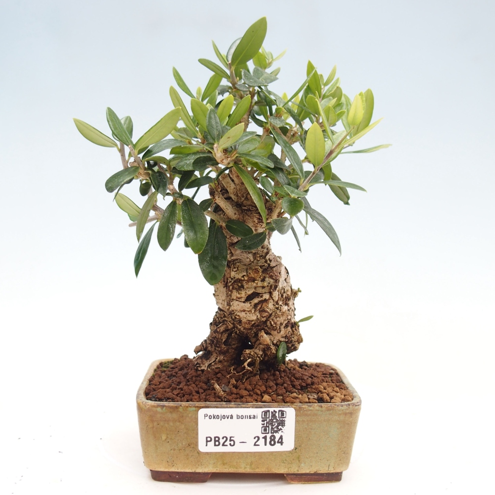 Indoor bonsai - Olea europaea sylvestris - European small-leaved olive oil