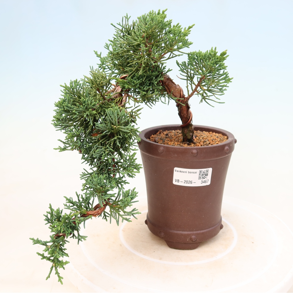 Outdoor bonsai - Juniperus chinensis Kishu