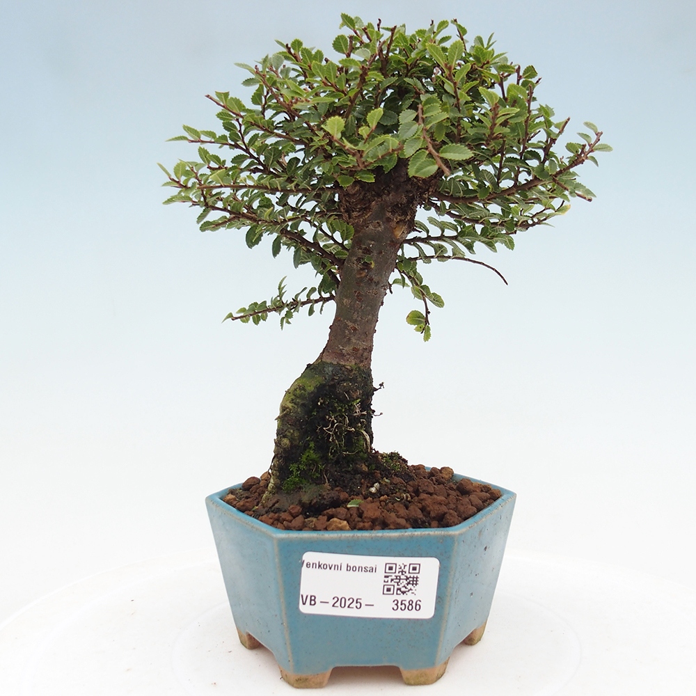 Outdoor bonsai - Ulmus parvifolia Hokkaido - Chinese elm