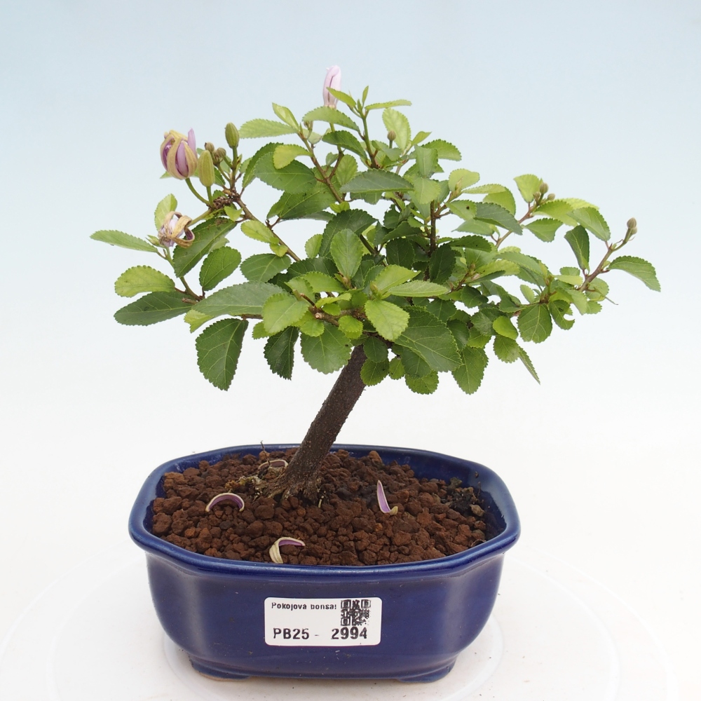 Indoor bonsai - Grewia occidentalis - Lavender star