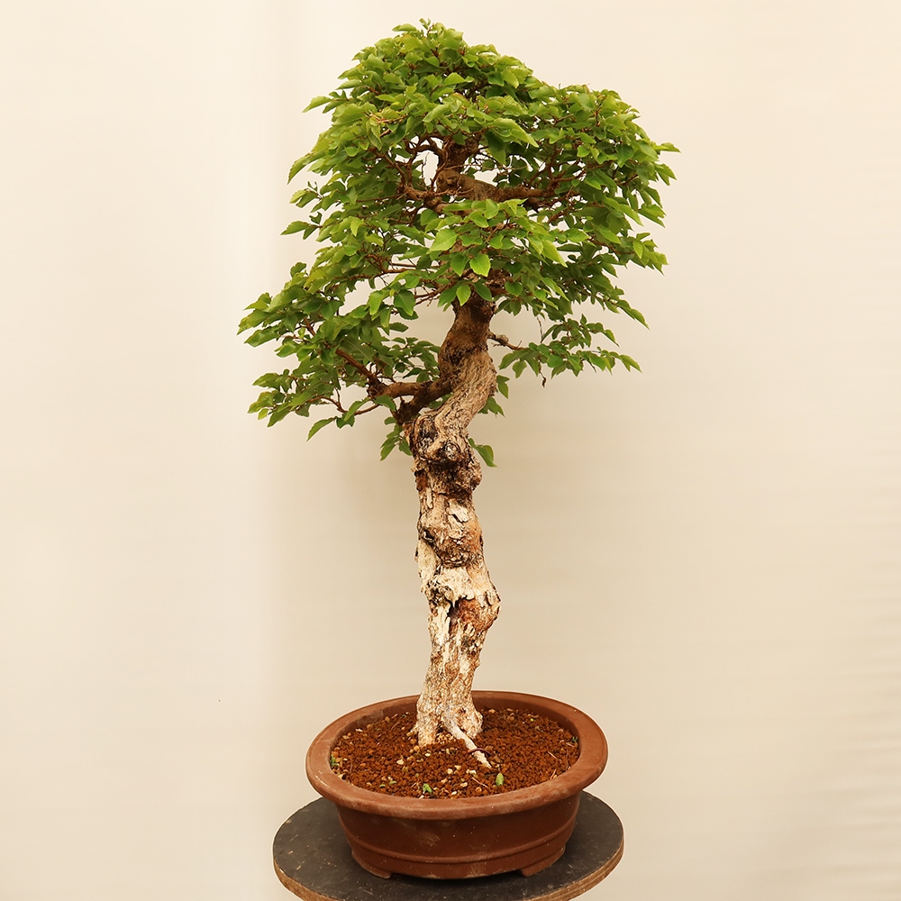 Outdoor bonsai - Carpinus Coreana - Korean hornbeam