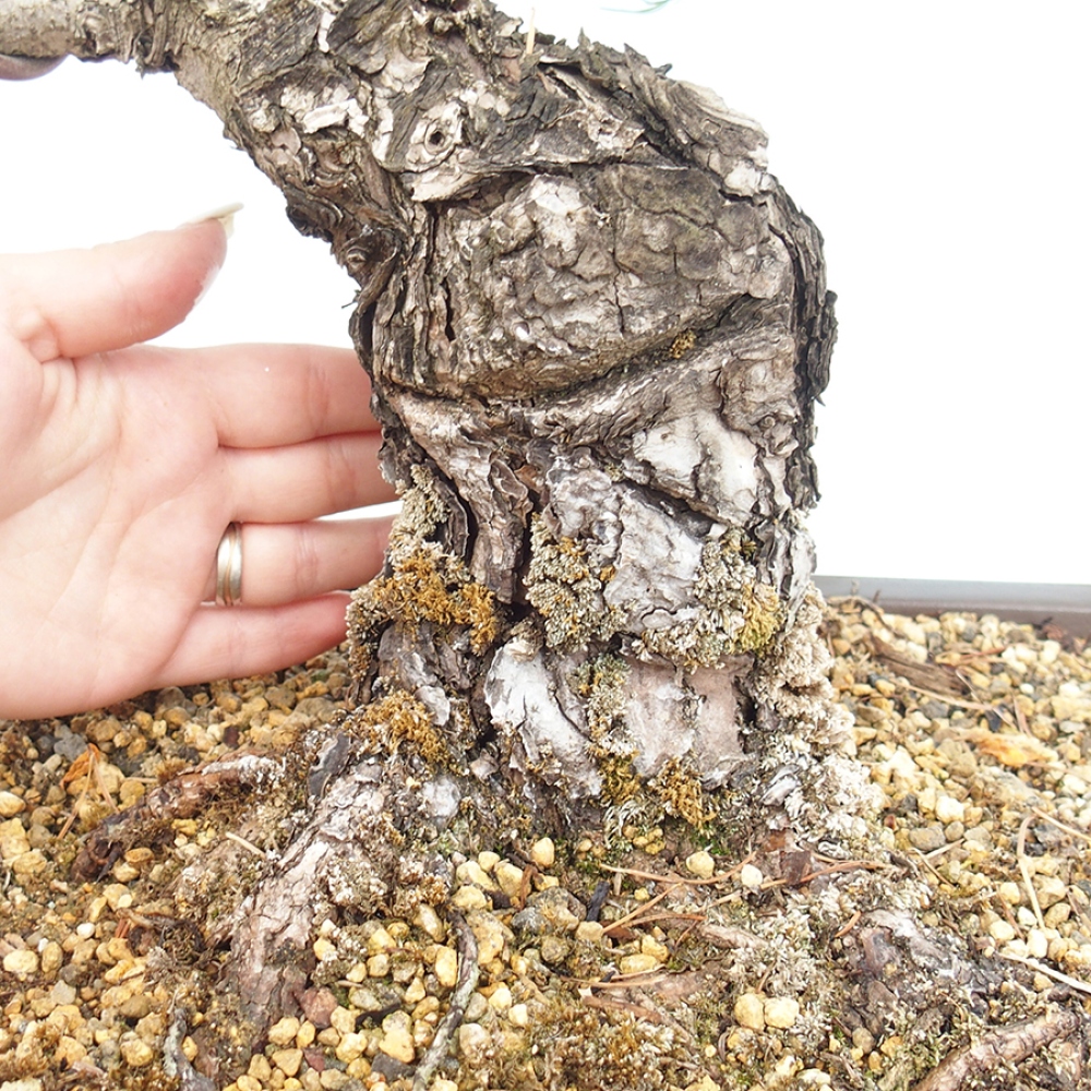 Outdoor bonsai - Pinus parviflora - Pinus parviflora