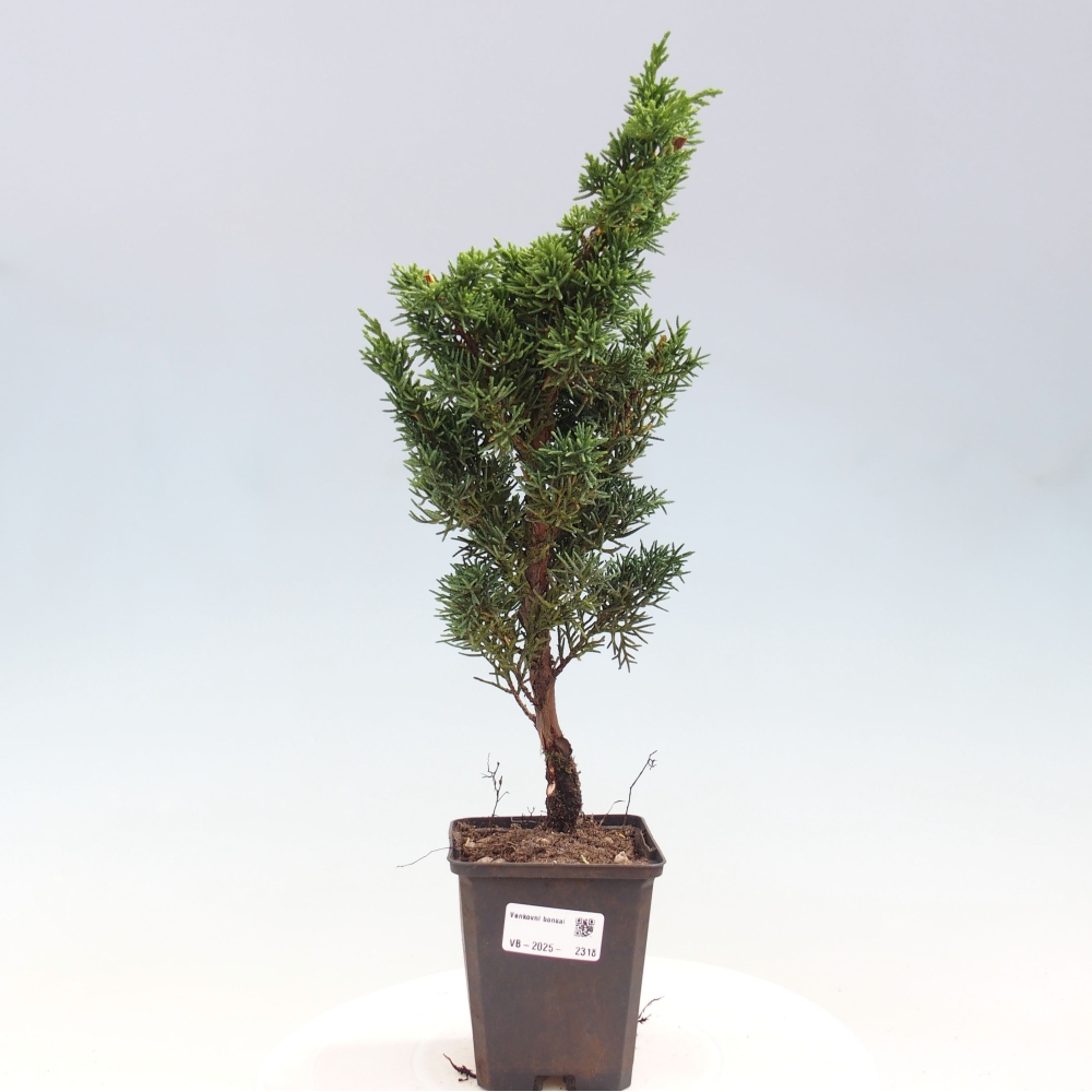 Outdoor bonsai - Juniperus chinensis Kishu - Chinese juniper