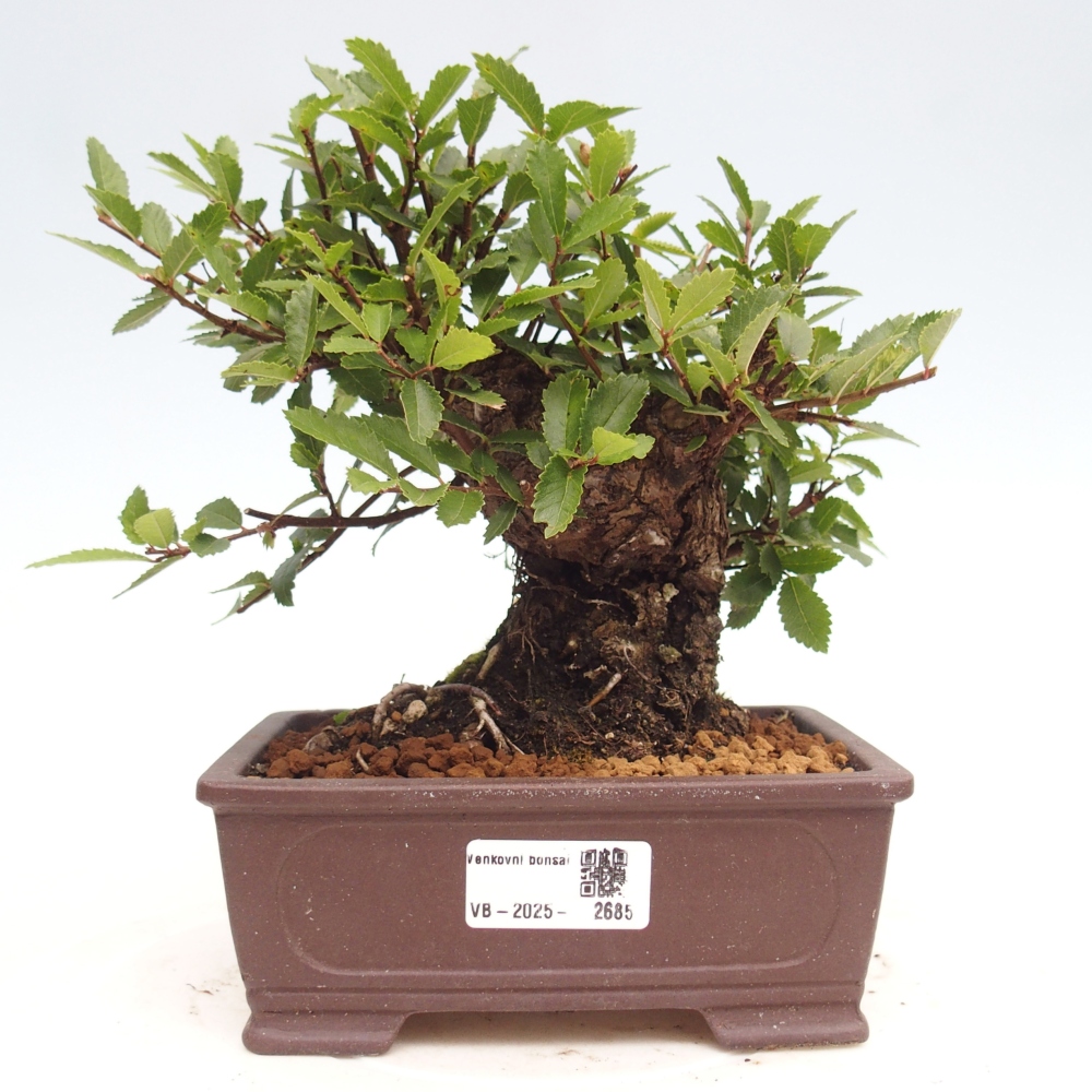 Outdoor bonsai - Zelkova - Zelkova NIRE