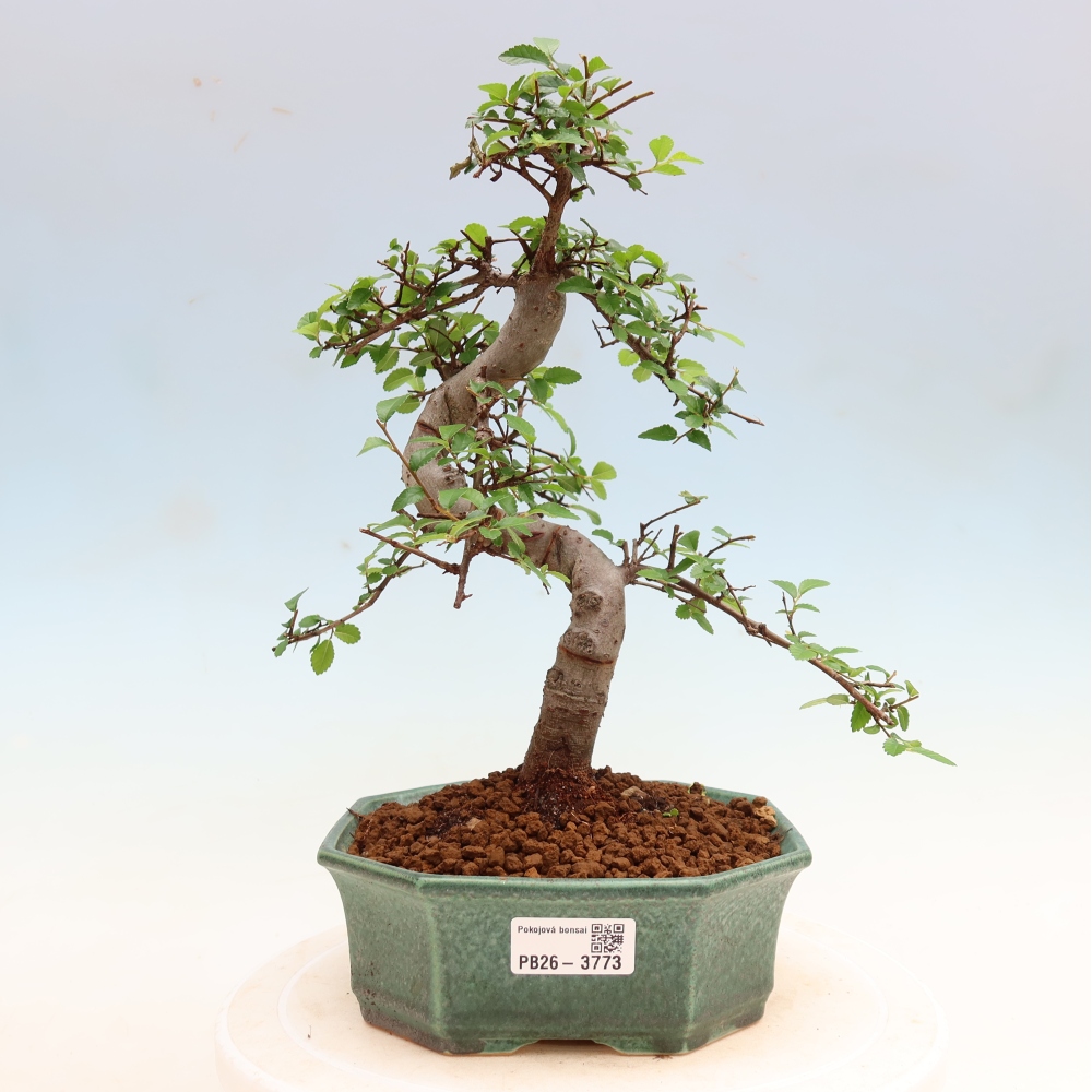 Room bonsai - Ulmus parvifolia - Small-leaved elm