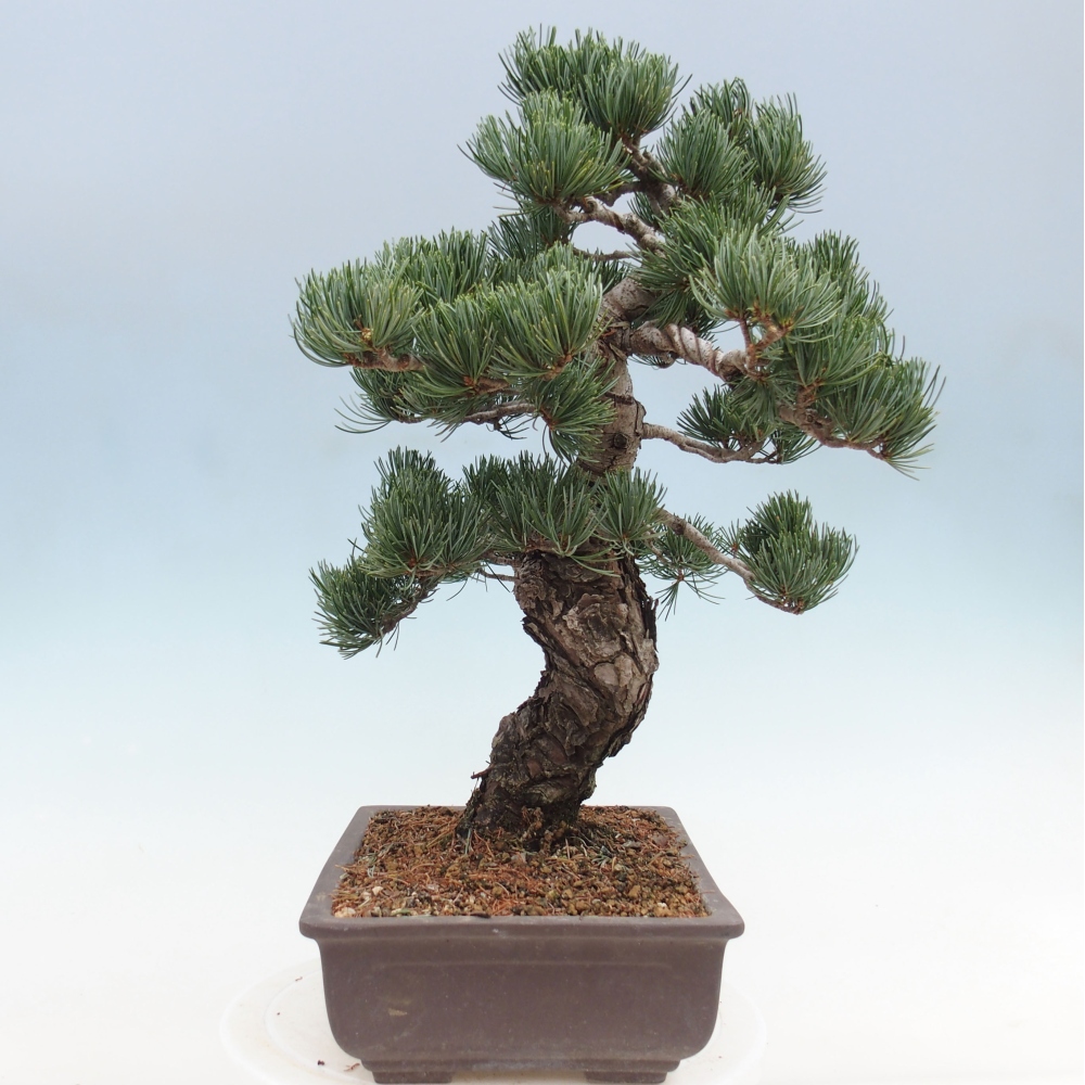 Outdoor bonsai - Pinus parviflora - Small pine tree