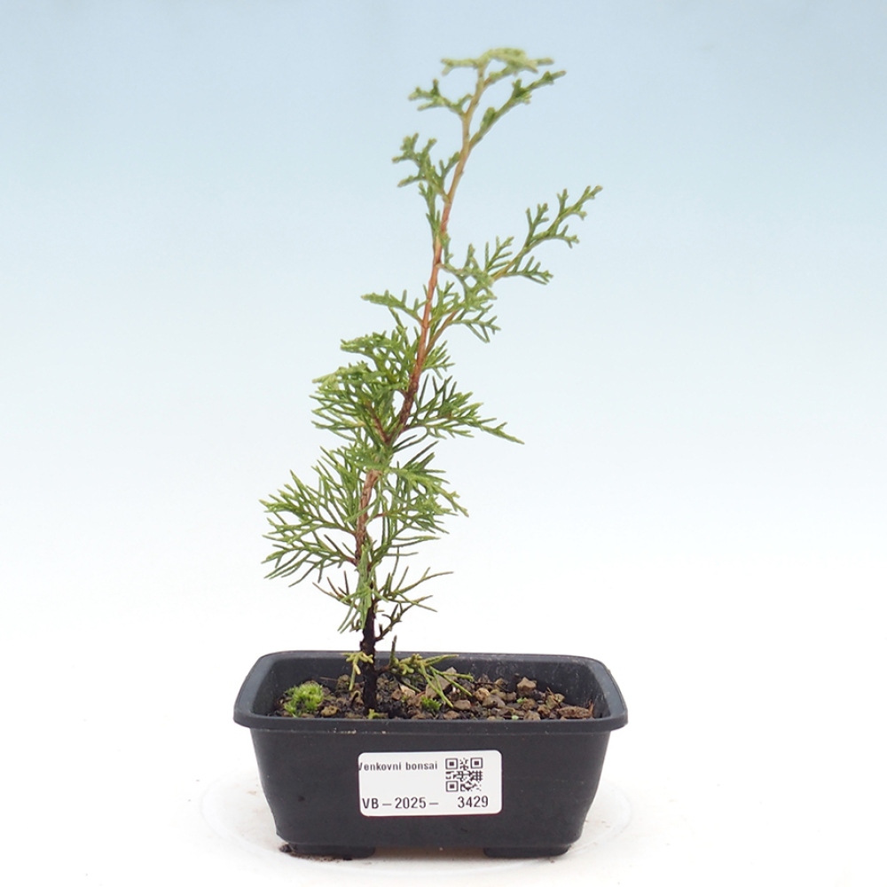 Outdoor bonsai - Juniperus chinensis Itoigawa