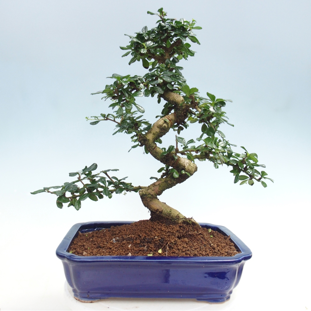 Room bonsai - Carmona macrophylla - Tea fuki