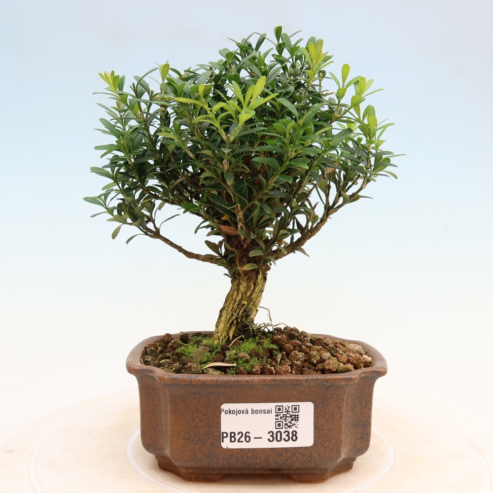 Room bonsai - Buxus harlandii - cork buxus