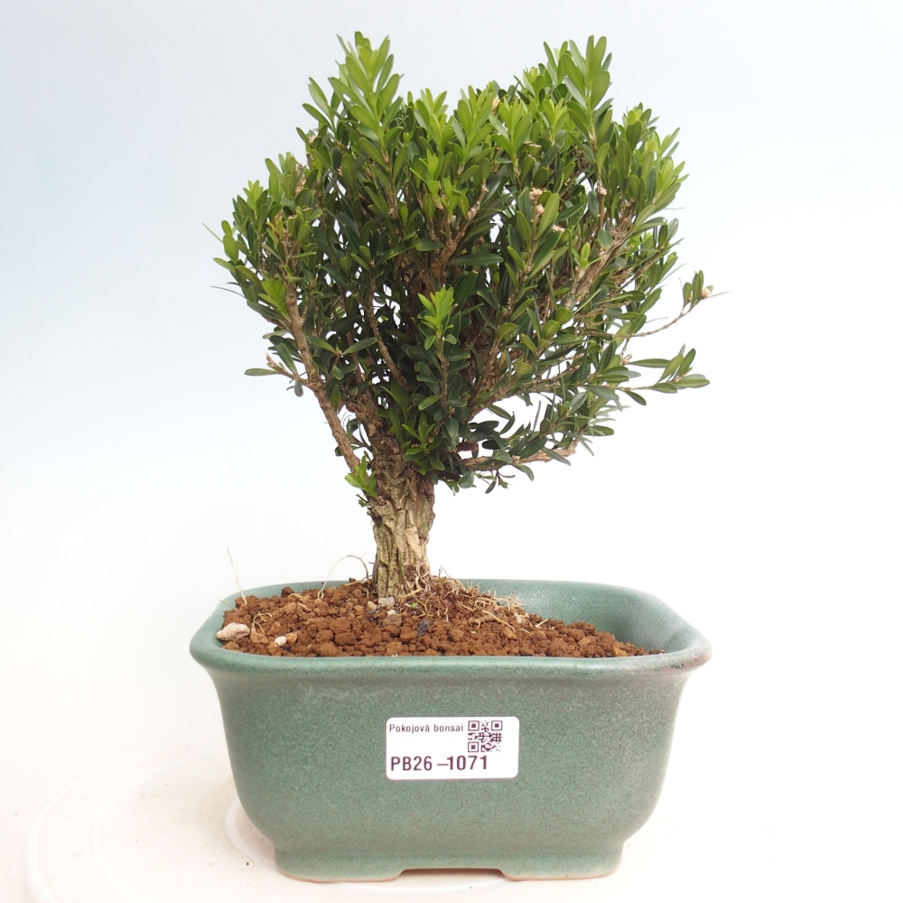 Room bonsai - Buxus harlandii - cork buxus