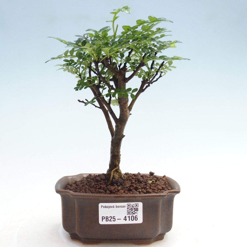 Room bonsai - Zantoxylum piperitum - Pepper tree 