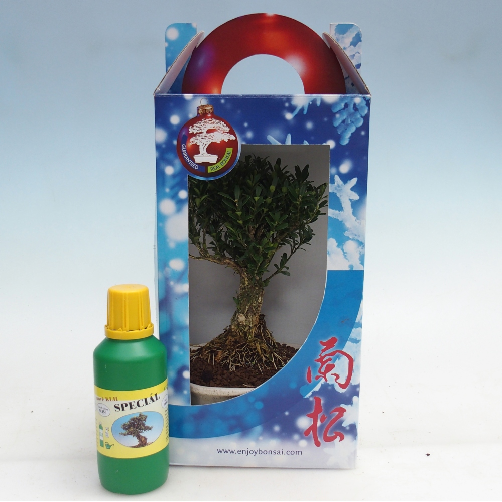 Room bonsai in gift box Buxus harlandii - cork buxus