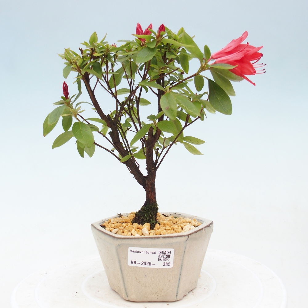 Outdoor bonsai - Japanese azalea - Azalea sp.