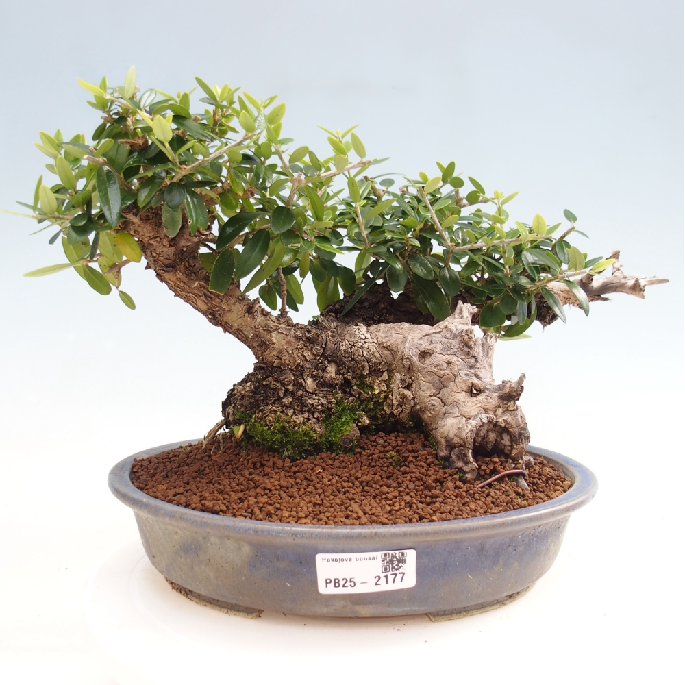 Indoor bonsai - Olea europaea sylvestris - European small-leaved olive oil