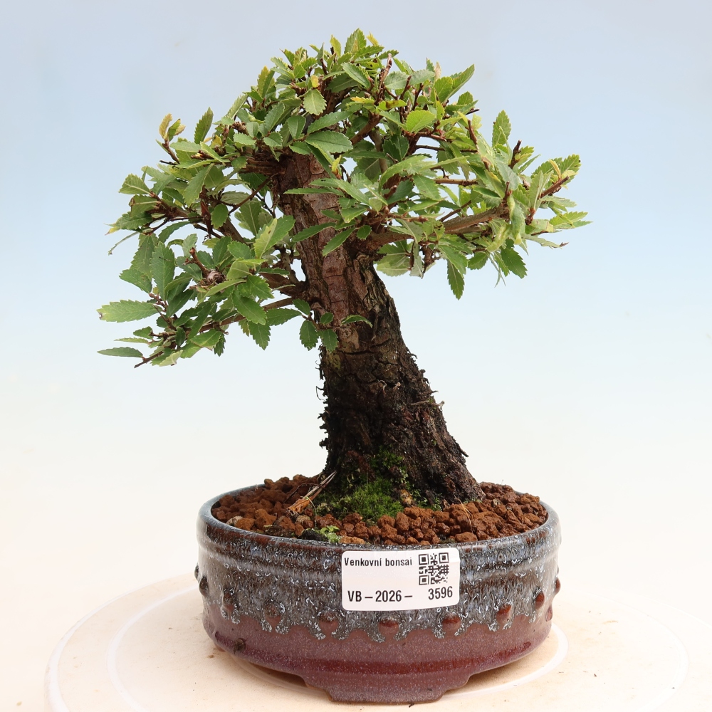 Outdoor bonsai - Zelkova - Zelkova NIRE