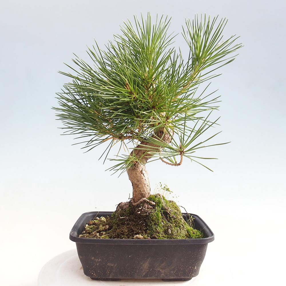 Outdoor bonsai - Pinus thunbergii - Thunberg pine