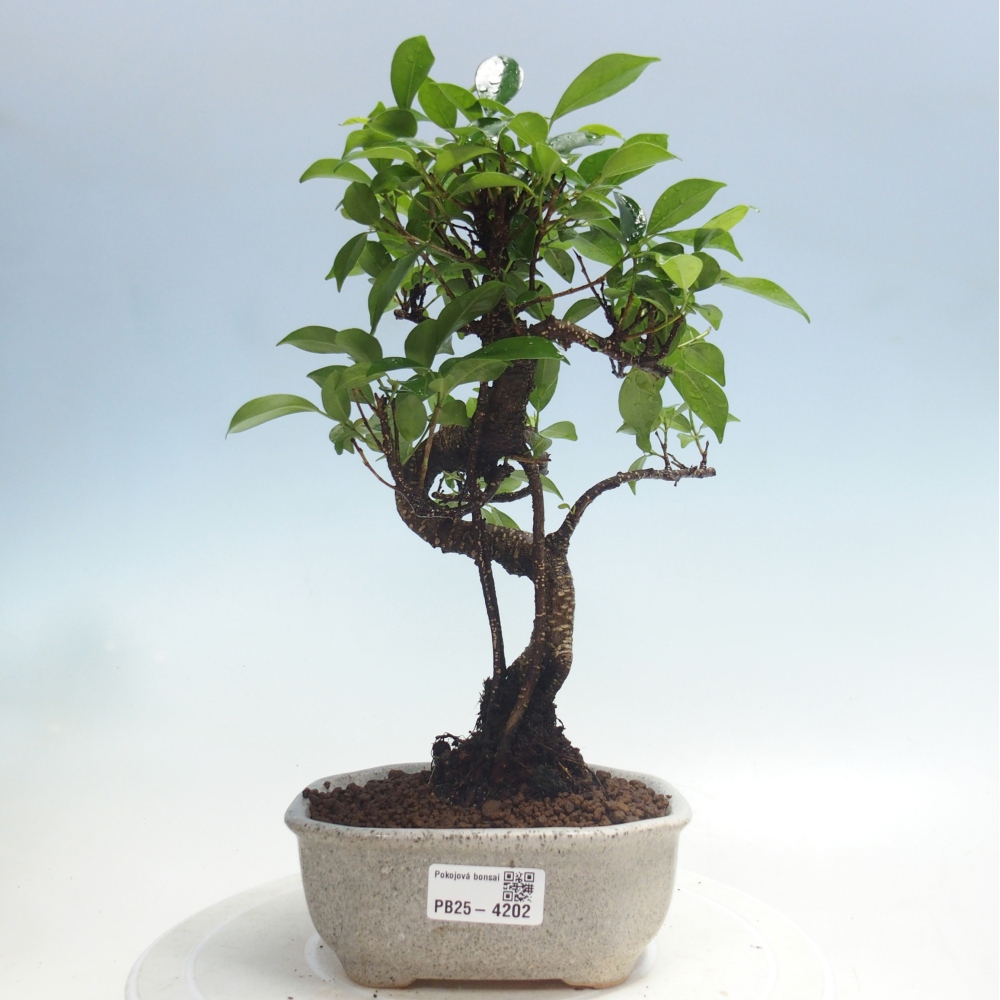 Room bonsai - Ficus retusa - small-leaved ficus
