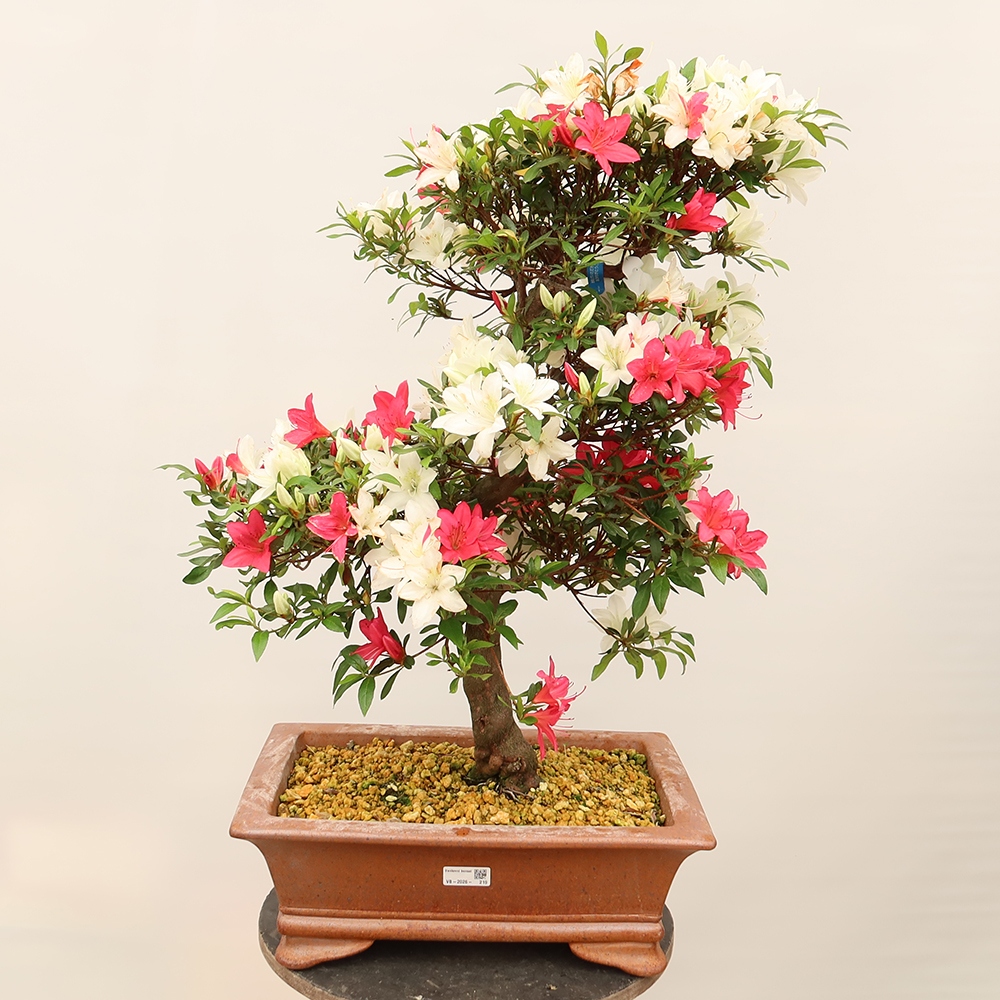 Outdoor bonsai - Japanese azalea - Azalea CHIHIRO