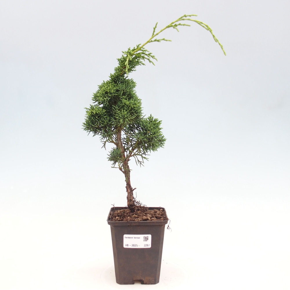 Outdoor bonsai - Juniperus chinensis Kishu - Chinese juniper