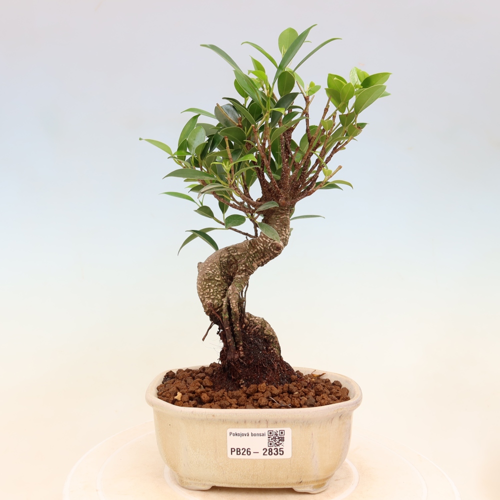 Room bonsai - Ficus kimmen - small-leaved ficus