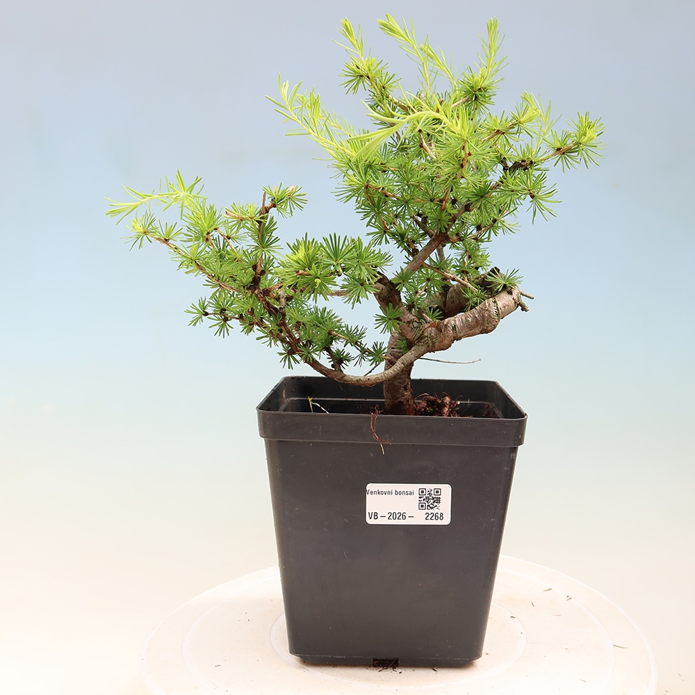 Outdoor bonsai -Larix decidua - Larch