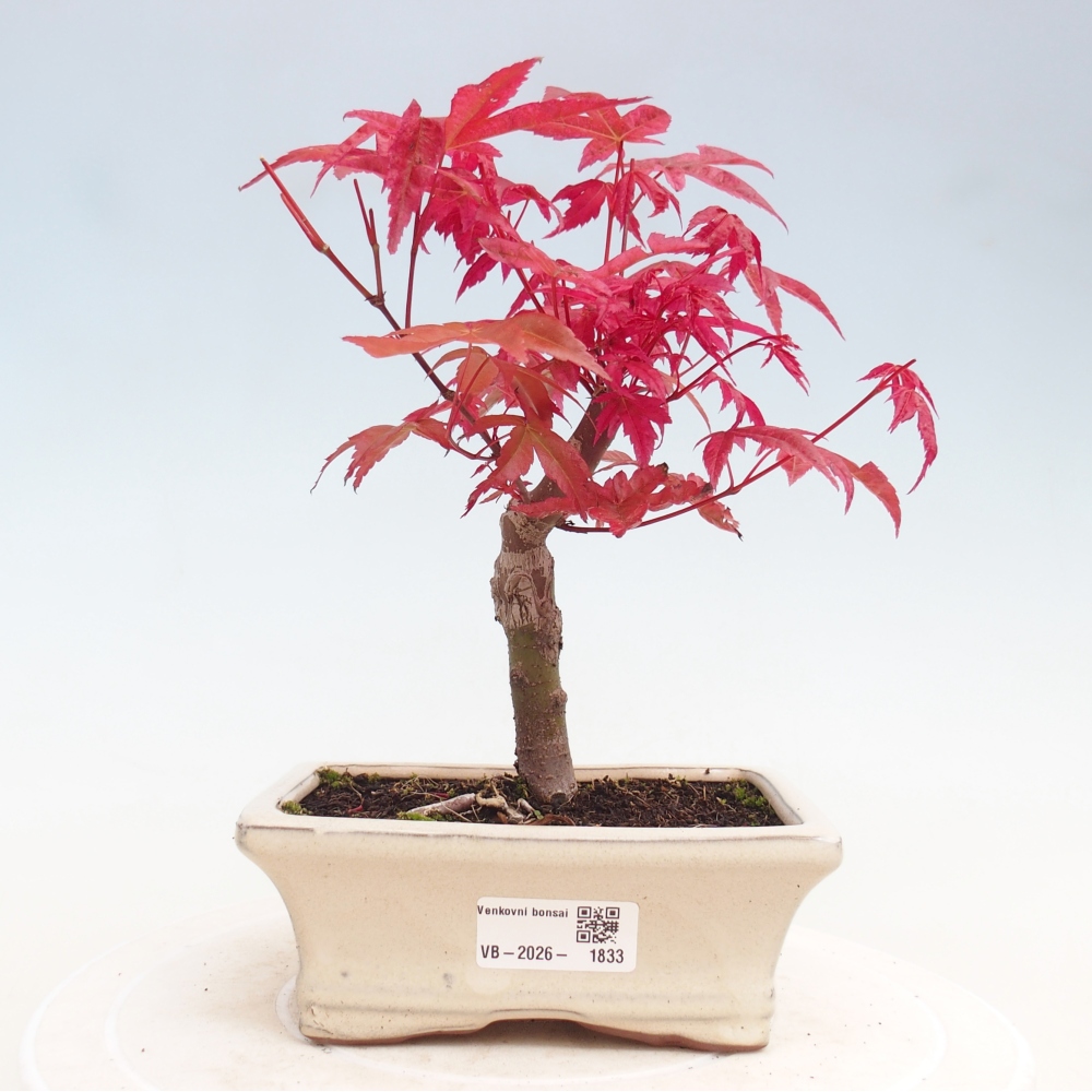 Outdoor bonsai - Acer palmatum DESHOJO
