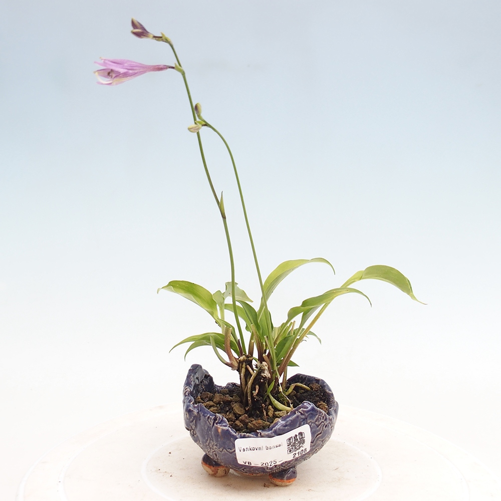 Outdoor bonsai - Mini Hosta - Goddess