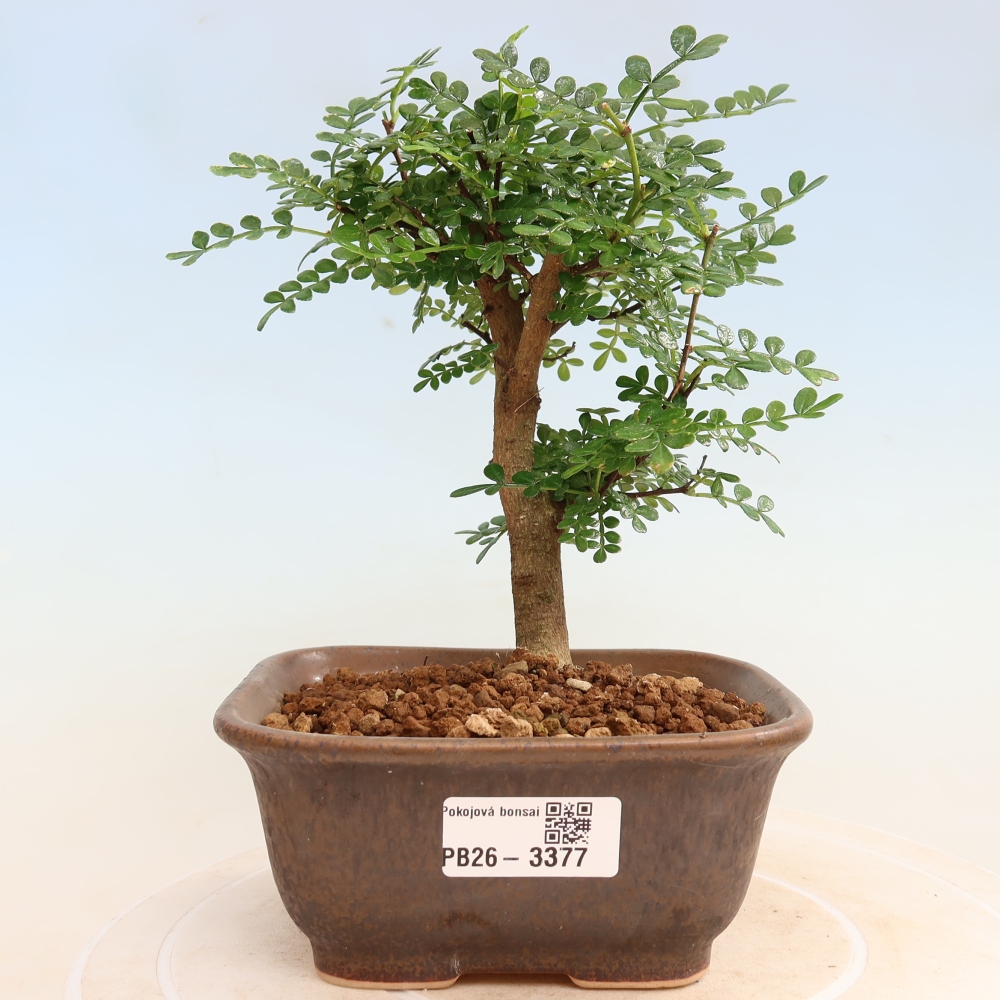 Room bonsai - Zantoxylum piperitum - pepper tree