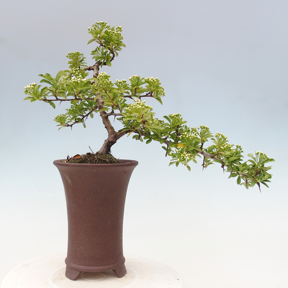 Outdoor Bonsai-Pyracanta Teton -Bakery