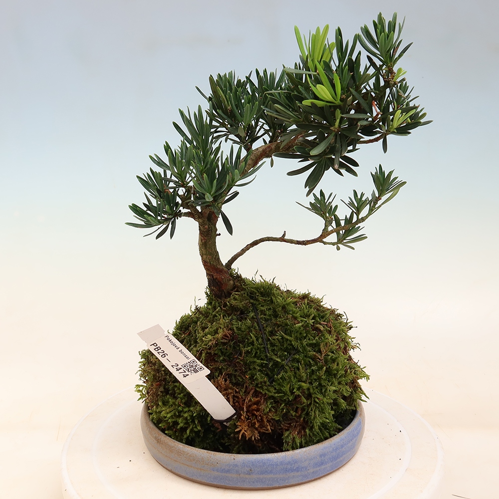 Kokedama with a Saucer - Podocarpus - Stone Yew