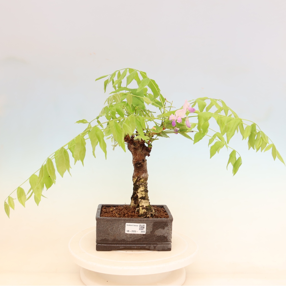 Outdoor bonsai - Wisteria floribunda