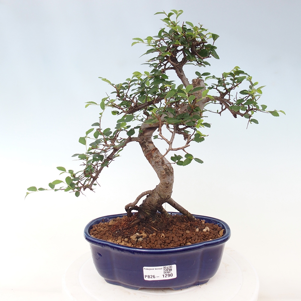 Room bonsai - Ulmus parvifolia - Small-leaved elm