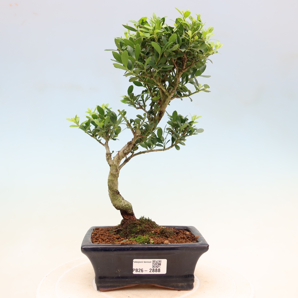 Room bonsai - Ilex crenata - Holly